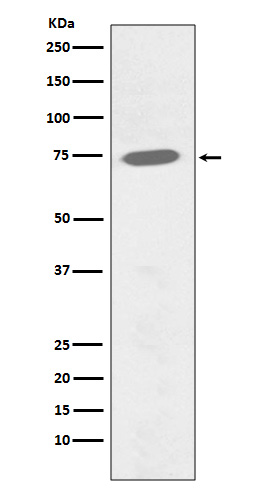 Rabbit monoclonal antibody