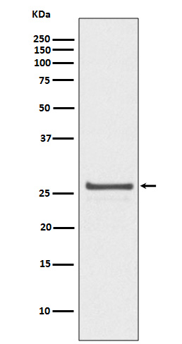 Rabbit monoclonal antibody