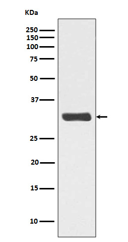 Rabbit monoclonal antibody