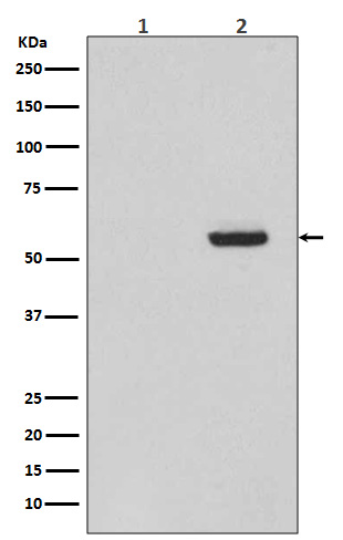 Rabbit monoclonal antibody