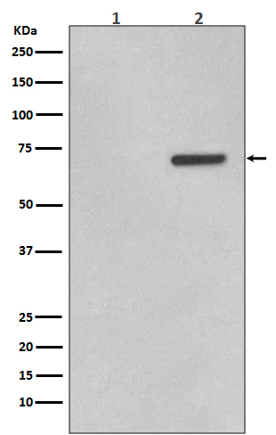 Rabbit monoclonal antibody