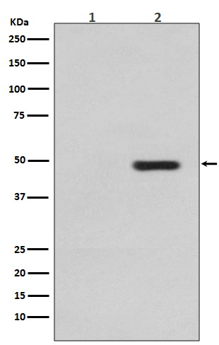 Rabbit monoclonal antibody