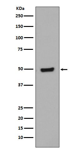 Rabbit monoclonal antibody