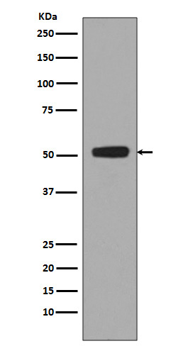 Rabbit monoclonal antibody
