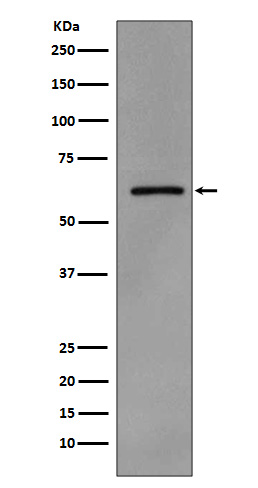 Rabbit monoclonal antibody