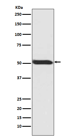 Rabbit monoclonal antibody