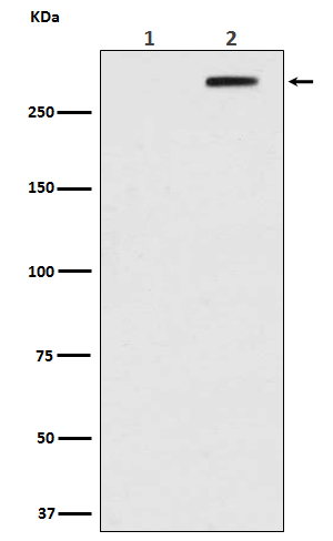 Rabbit monoclonal antibody