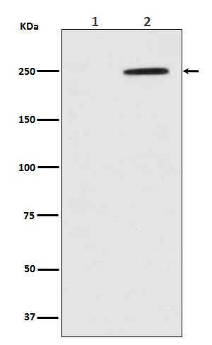 Rabbit monoclonal antibody