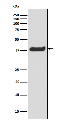 Rabbit monoclonal antibody