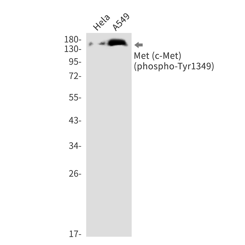 Rabbit monoclonal antibody