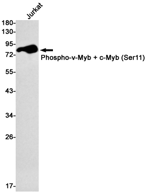 Rabbit monoclonal antibody