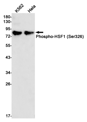 Rabbit monoclonal antibody