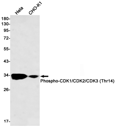Rabbit monoclonal antibody