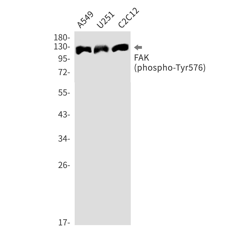 Rabbit monoclonal antibody