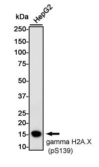 Rabbit monoclonal antibody