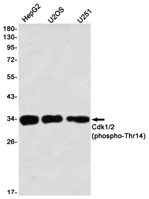 Rabbit monoclonal antibody