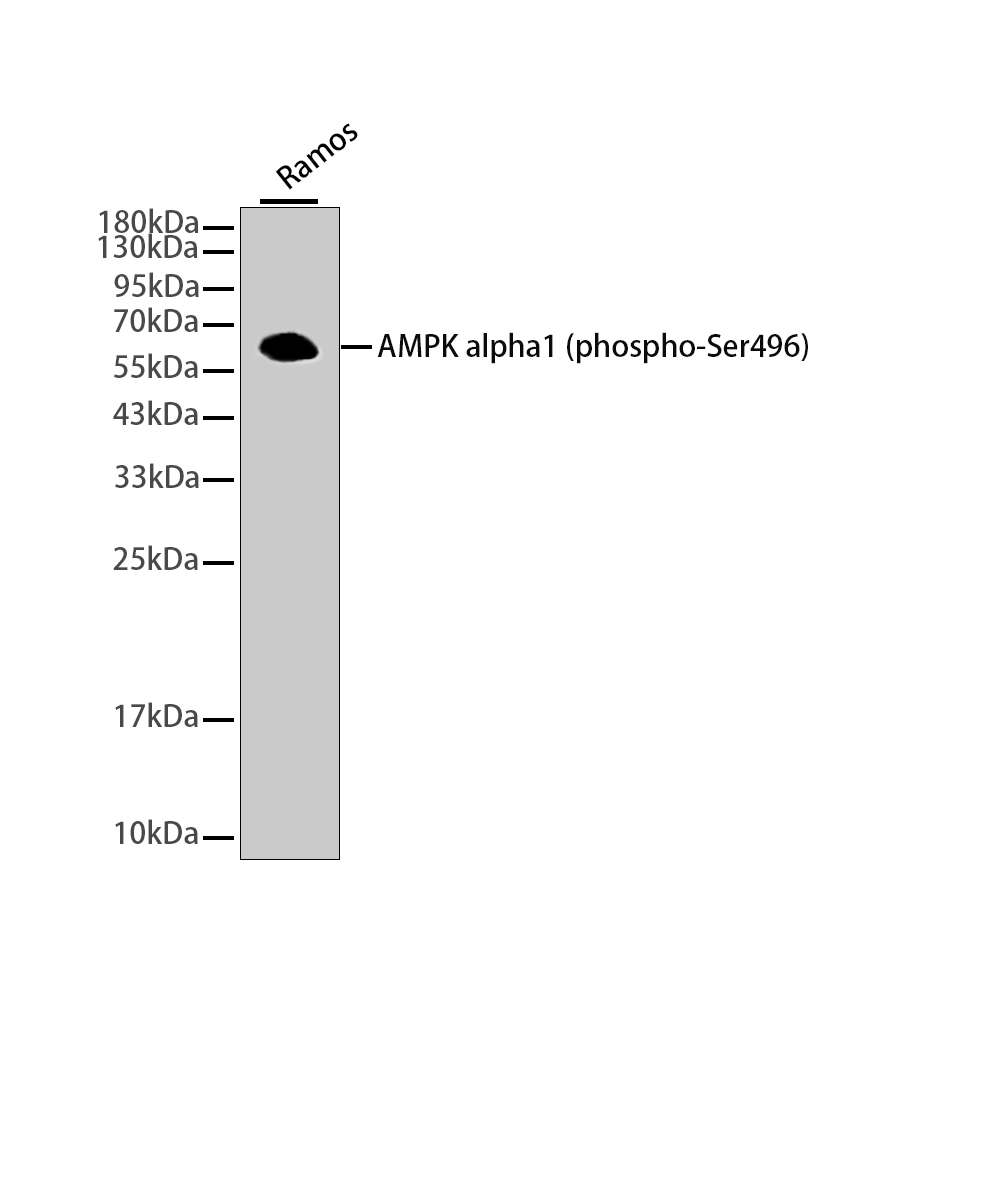 Rabbit monoclonal antibody