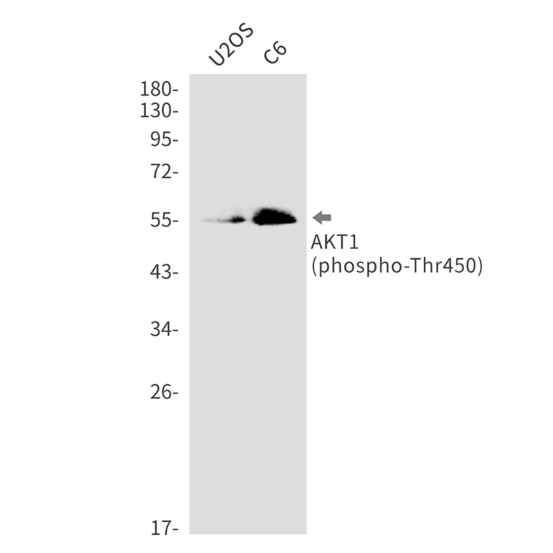 Rabbit monoclonal antibody