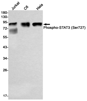 Rabbit monoclonal antibody