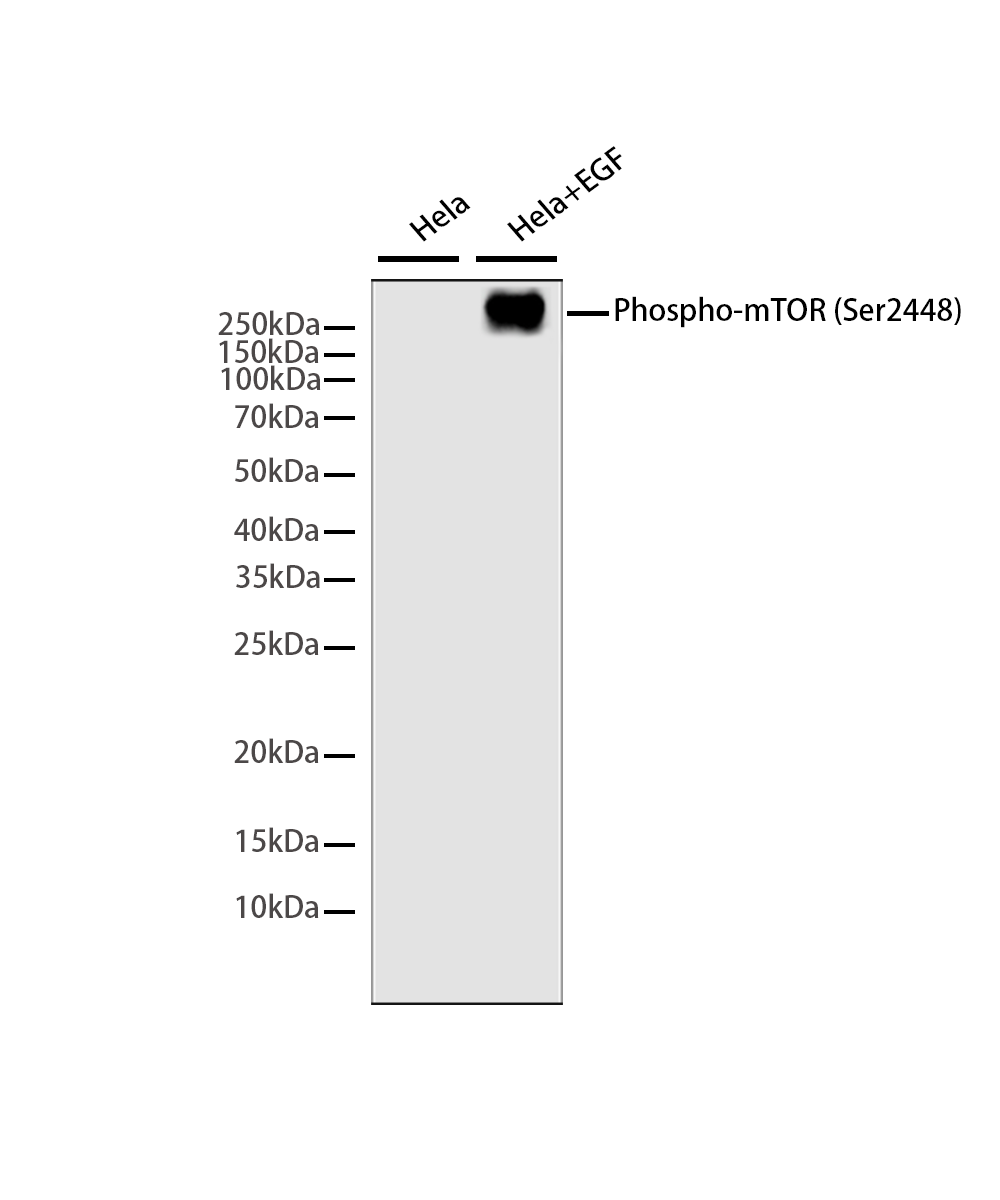 Rabbit monoclonal antibody