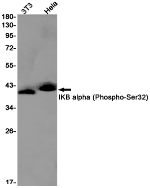 Rabbit monoclonal antibody