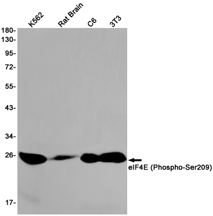 Rabbit monoclonal antibody