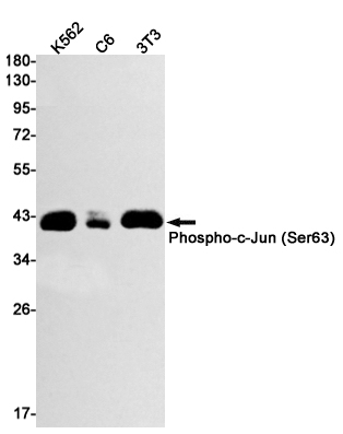 Rabbit monoclonal antibody