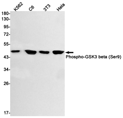 Rabbit monoclonal antibody
