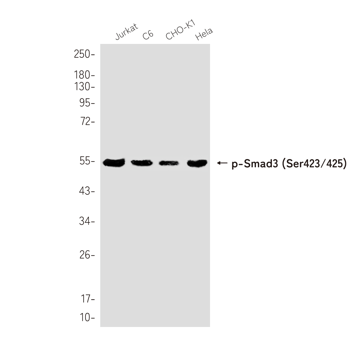 Rabbit monoclonal antibody