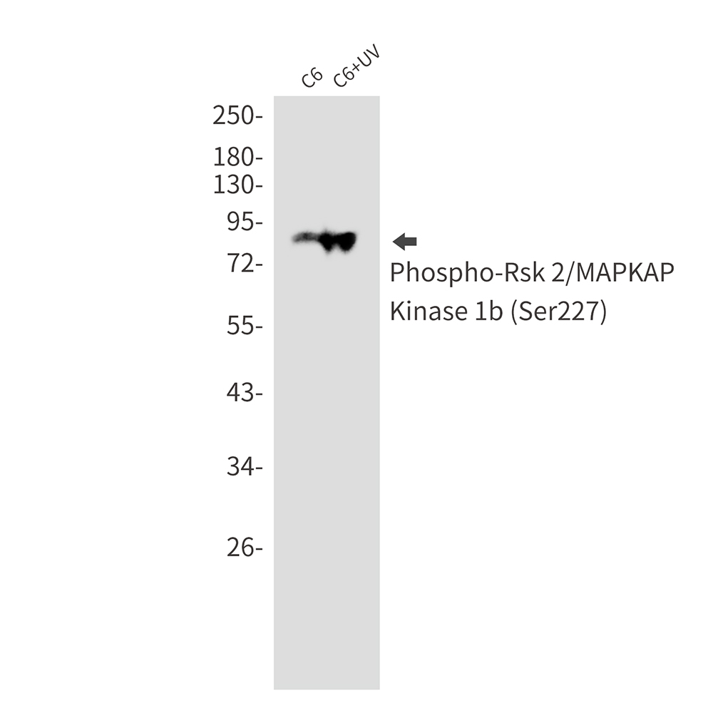 Rabbit monoclonal antibody