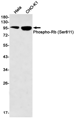 Rabbit monoclonal antibody