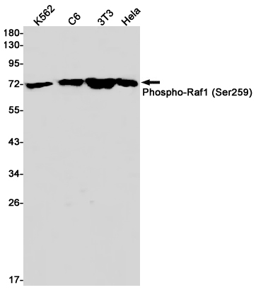 Rabbit monoclonal antibody
