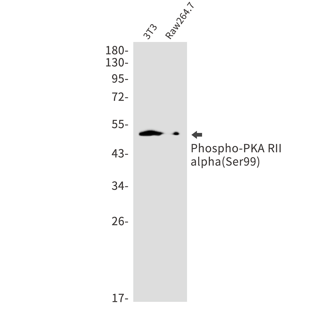 Rabbit monoclonal antibody