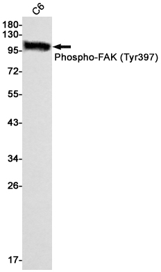 Rabbit monoclonal antibody