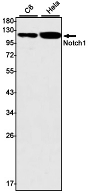 Rabbit monoclonal antibody