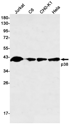 Rabbit monoclonal antibody