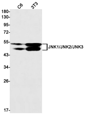 Rabbit monoclonal antibody