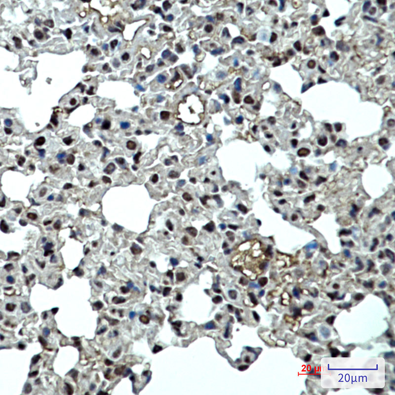 Rabbit monoclonal antibody