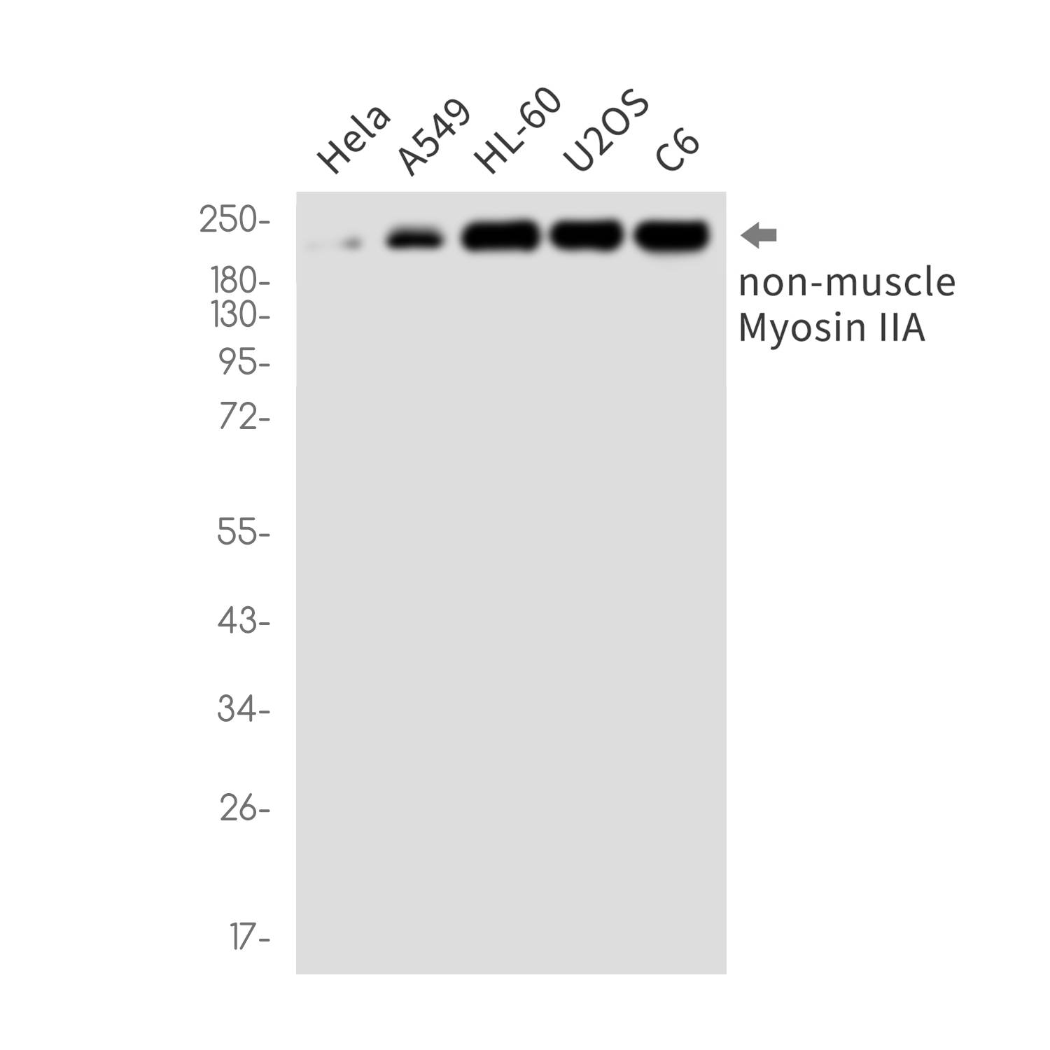 Rabbit monoclonal antibody