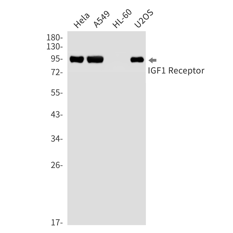 Rabbit monoclonal antibody