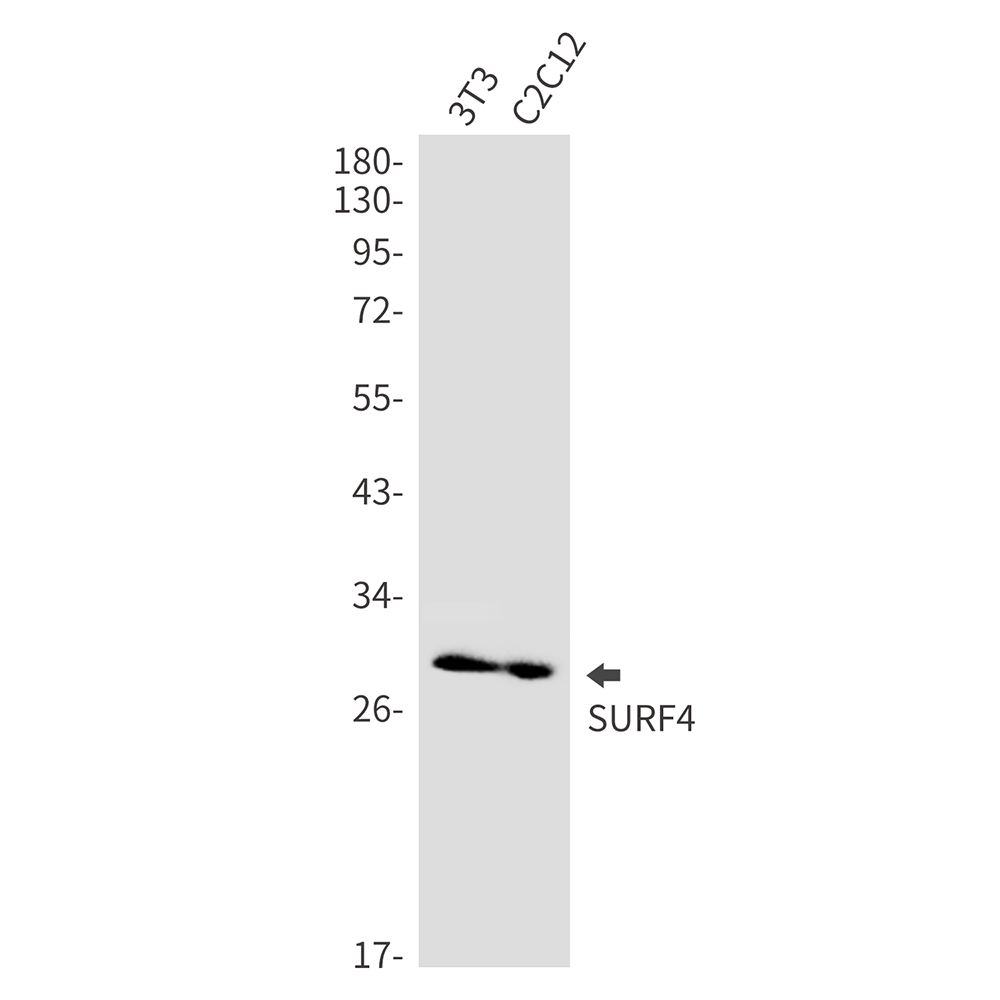 Rabbit monoclonal antibody