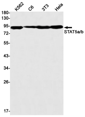 Rabbit monoclonal antibody