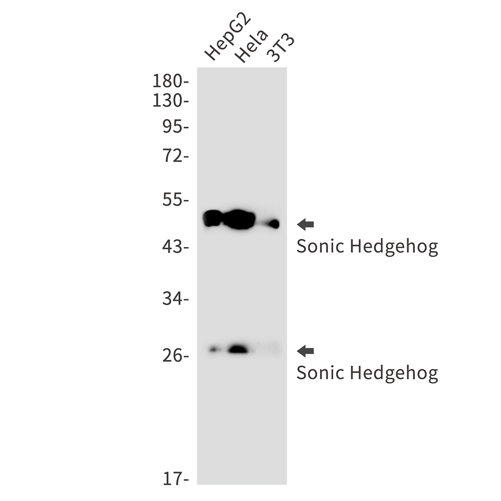 Rabbit monoclonal antibody
