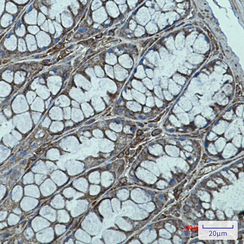 Rabbit monoclonal antibody