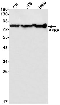 Rabbit monoclonal antibody