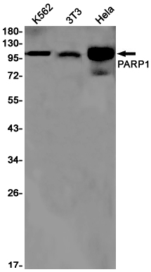 Rabbit monoclonal antibody