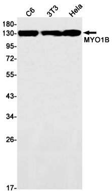 Rabbit monoclonal antibody