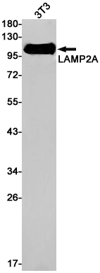Rabbit monoclonal antibody