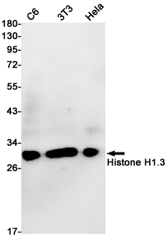 Rabbit monoclonal antibody