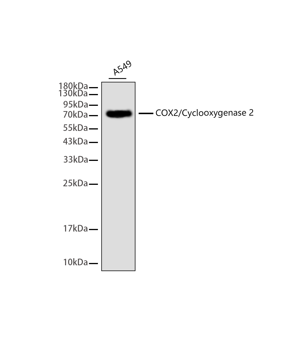 Rabbit monoclonal antibody